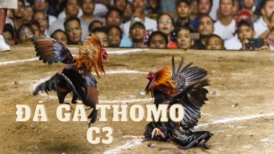 Đá Gà Thomo C3