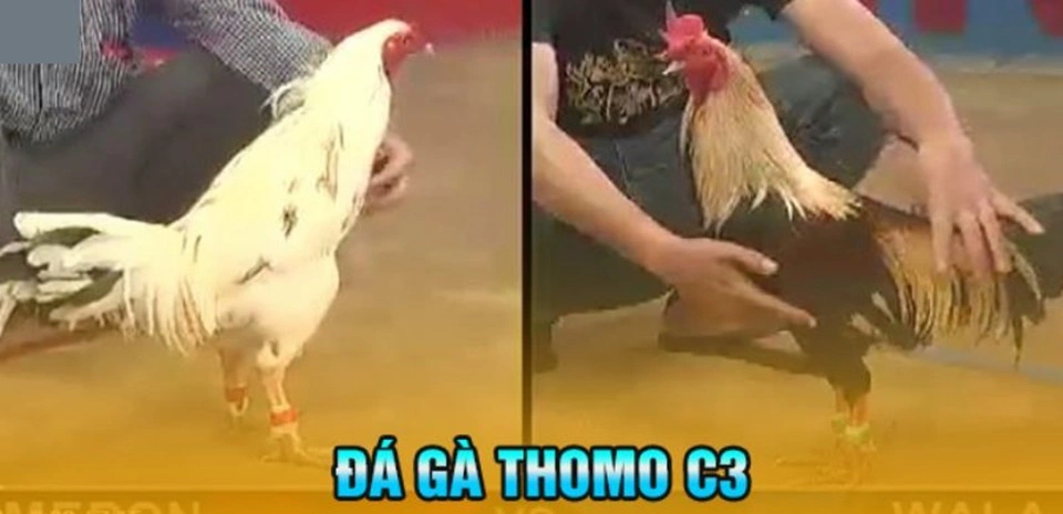 Giới thiệu hình thức đá gà C3 tại Thomo