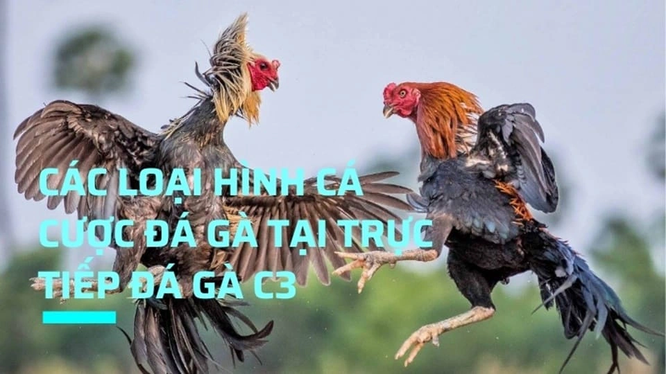 Sân chơi quy tụ nhiều hình thức chọi kê