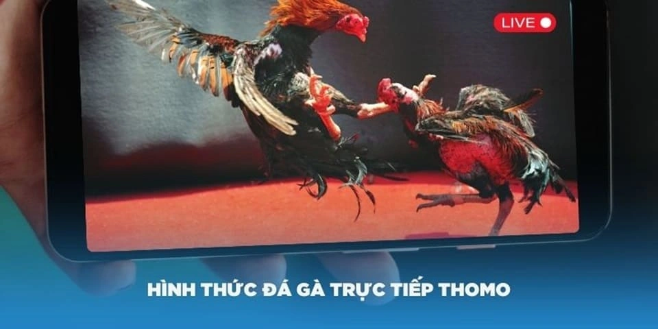 Luật chơi đá gà thomo trực tiếp